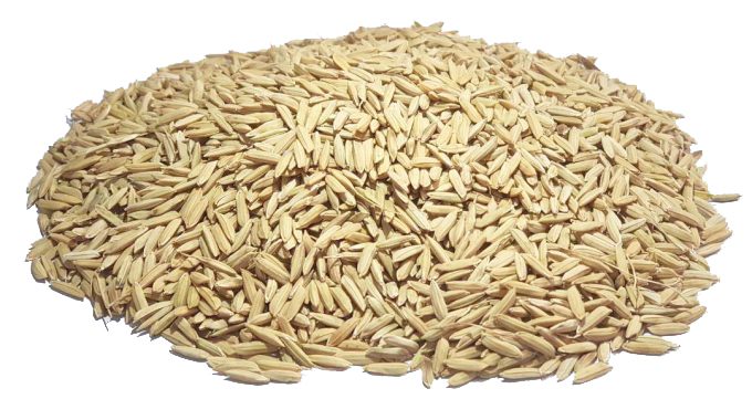 شلتوک برنج چگونه انجام می شود؟